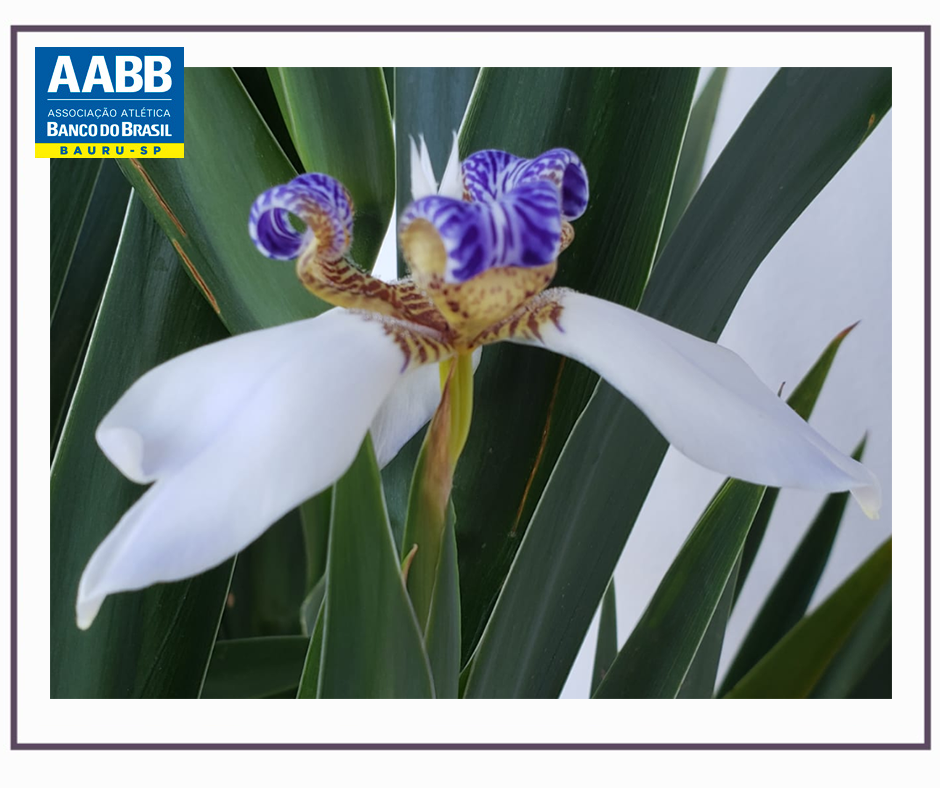 flor de orquidea